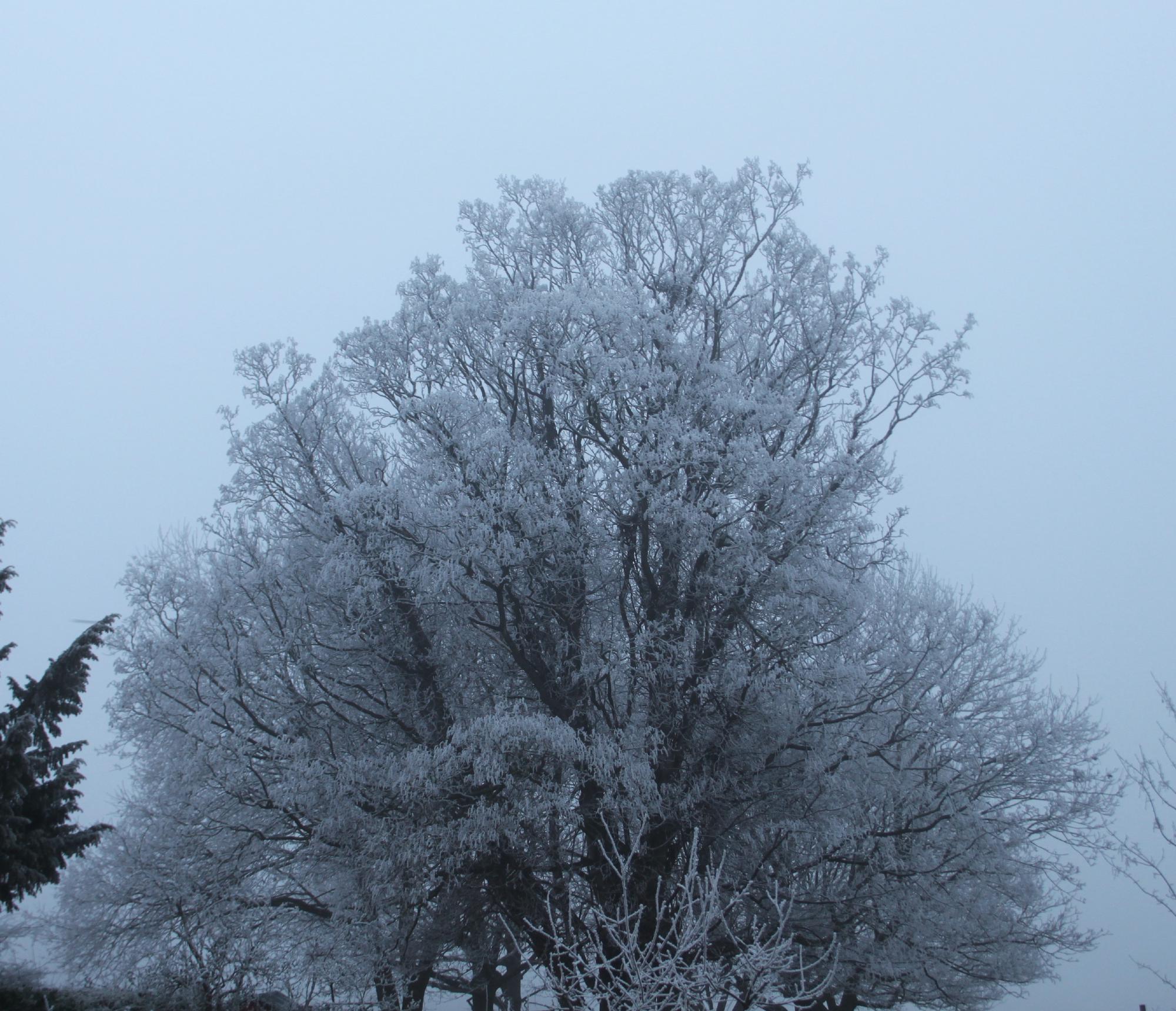 winter-tree.jpg